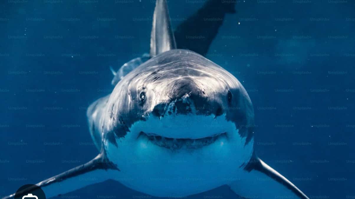 *SOLD OUT* LECTURE: IT’S GOING TO BE A SHARKY SUMMER with DR. CHRIS LOWE