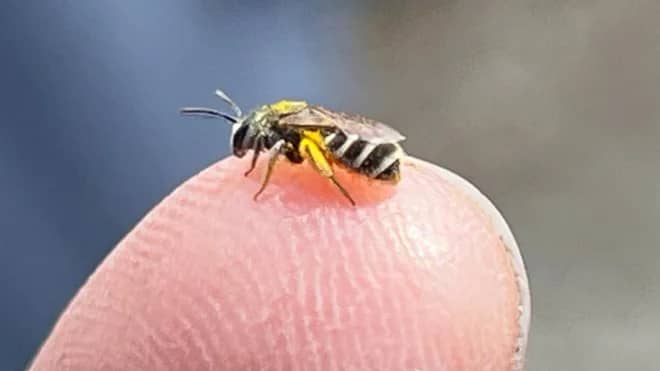 Native Bees and Why They Disappear In September