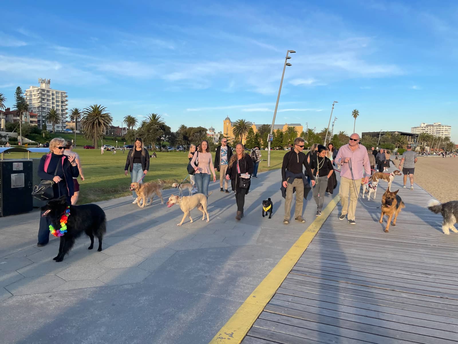 St Kilda Puppy Pub Crawl