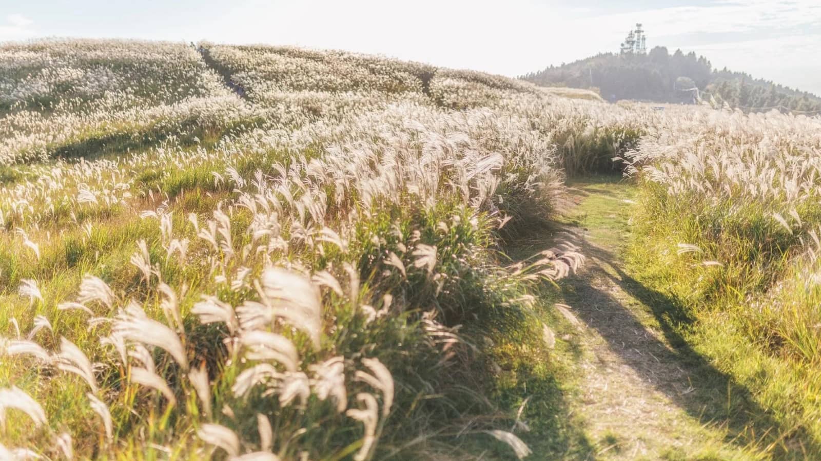 Instaworthy Wakayama Scenic Hike: Ikki-Heiji Plateau & Zao Bridge
