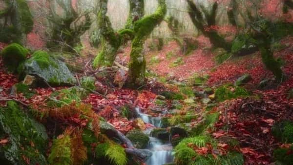08/11 🥾📍Hayedo de la Pedrosa SEGOVIA 🍁🌲COLORES DE CUENTO📸🌄 RESPIRA OTOÑO❗