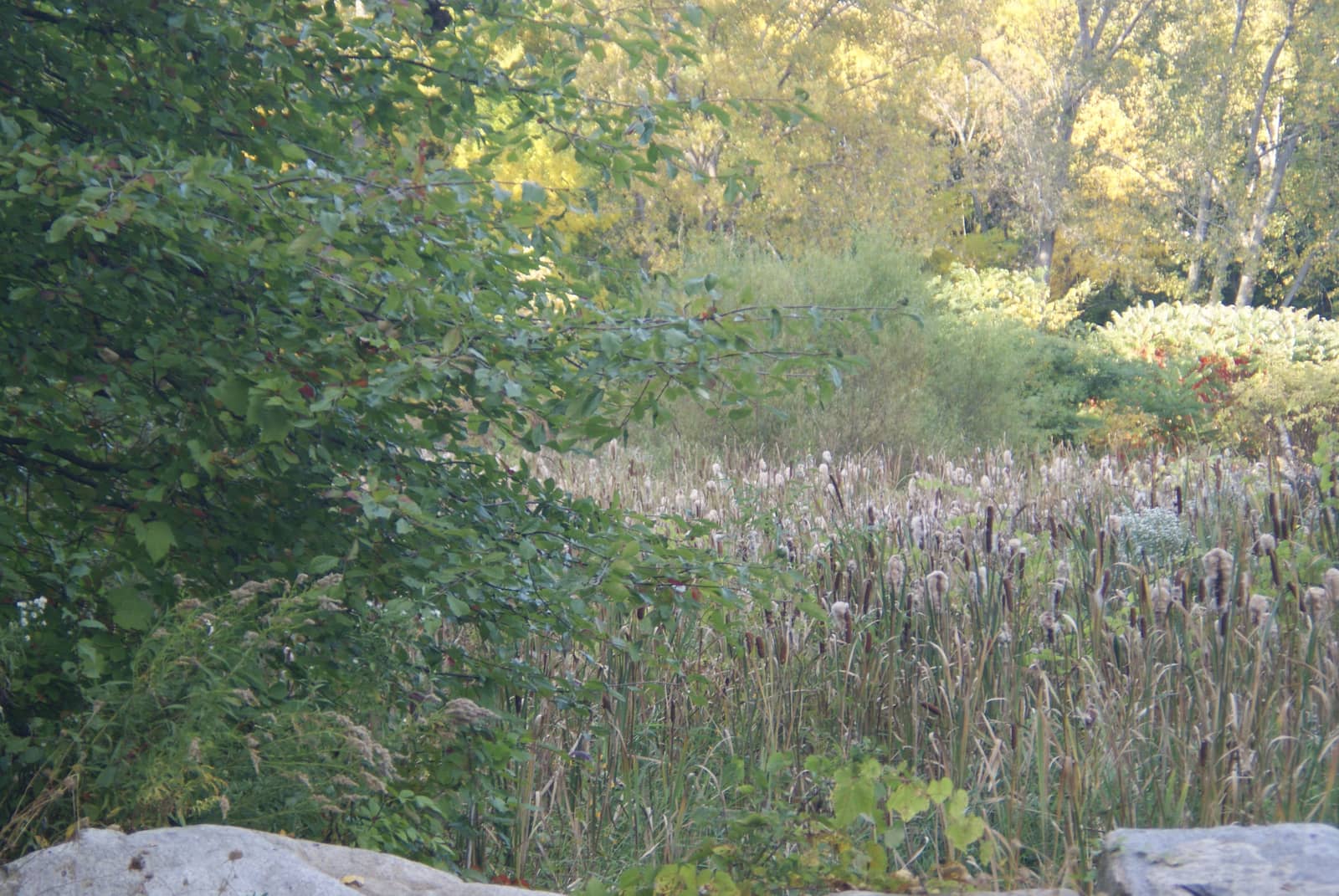 Weekly Multigroup Community Sunset Walk at Fresh Pond+optional dinner 6:00pm EDT