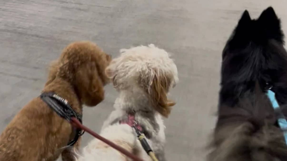 🐾Dating with Dogs🐾Fall Hike: Oak Hill Cemetery > Rock Creek Park
