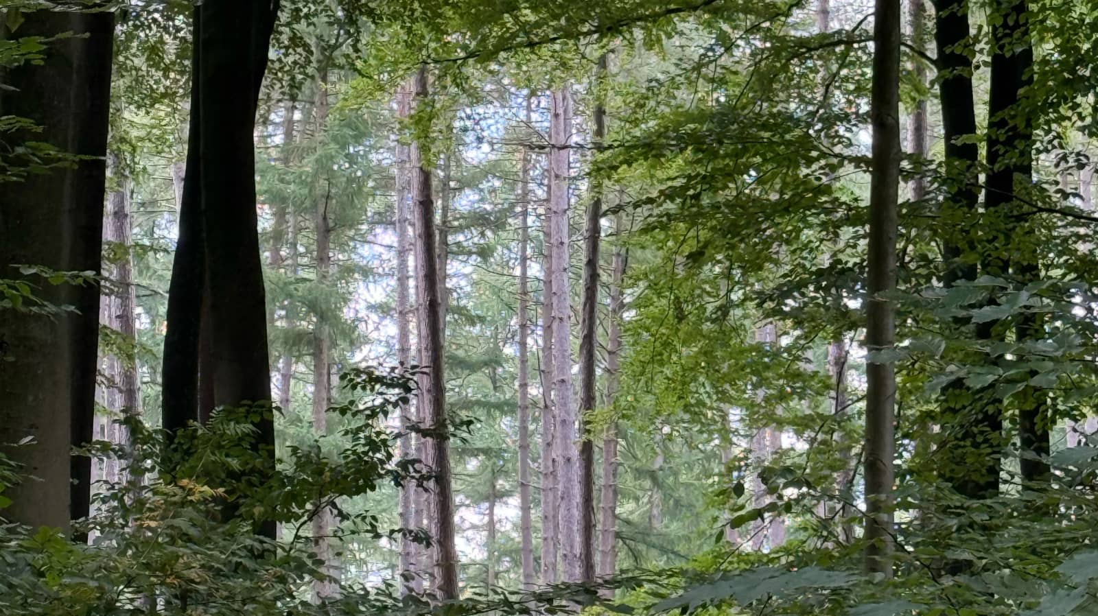 Forest Bath at Rouge Cloître