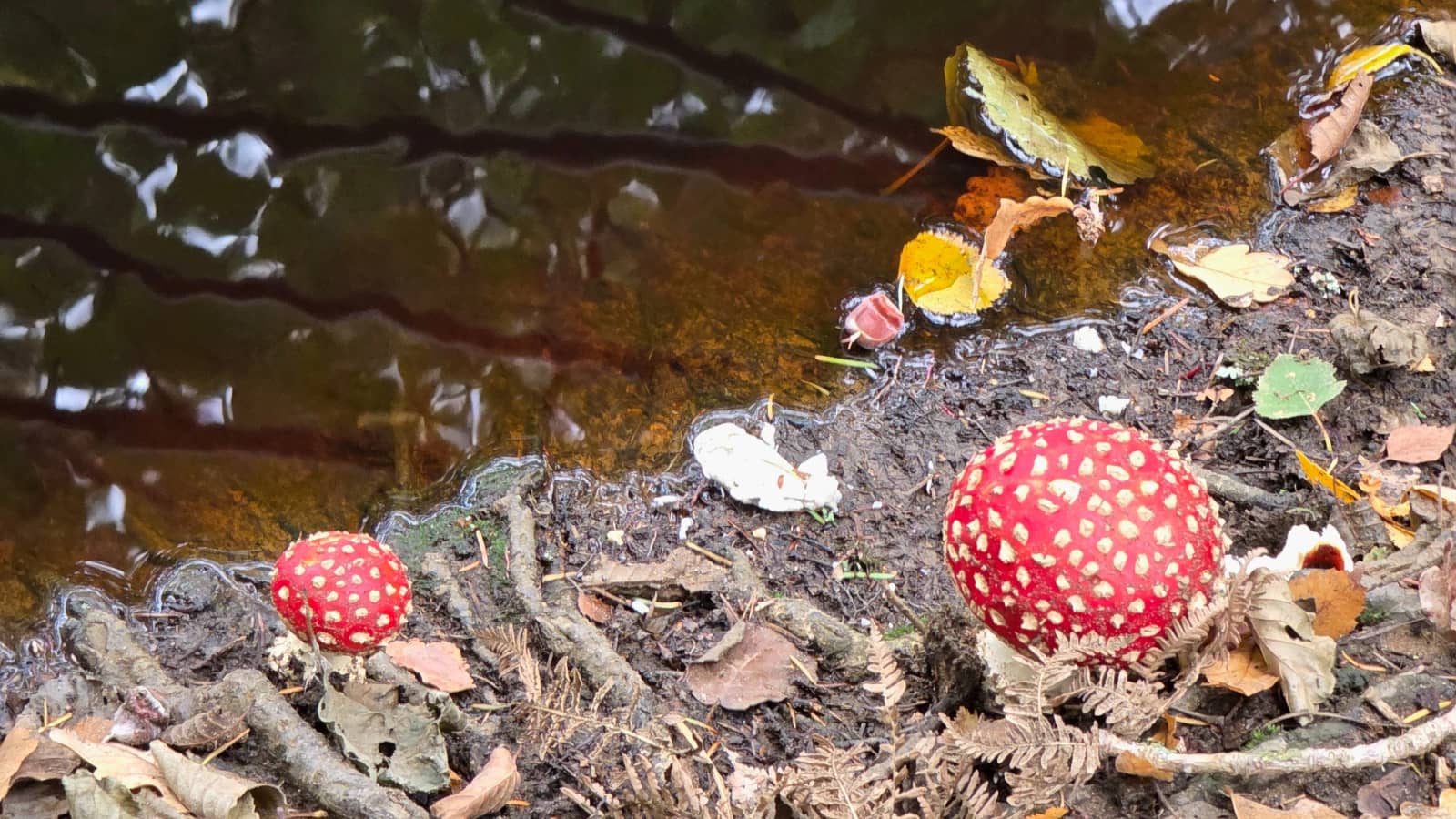 MUSHROOMS TRAIL - The Heathlands, Lakes and Woodlands of Surrey 25km