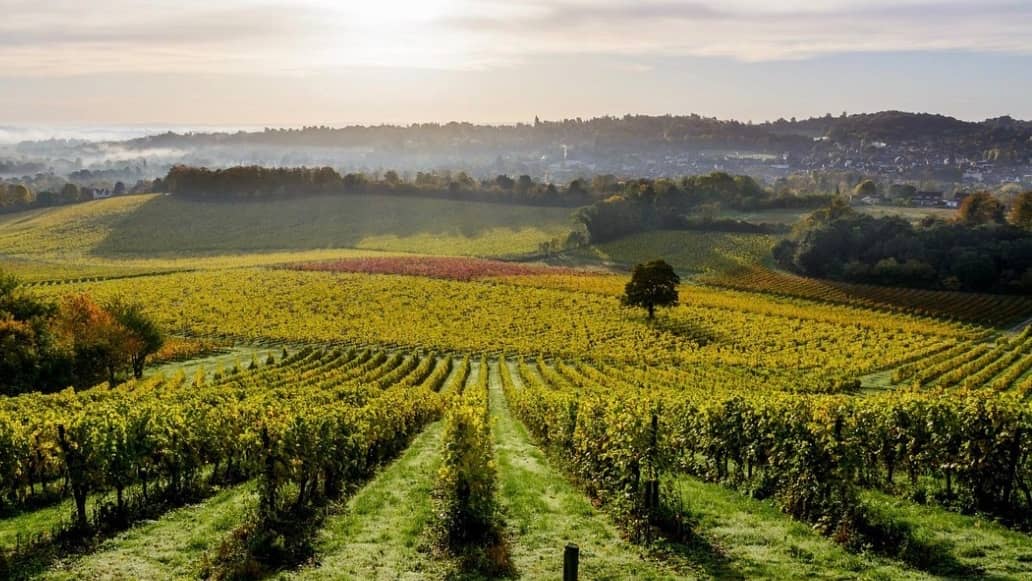 WALK: Mole Valley trail, Vineyard & summer market ππΏπ
