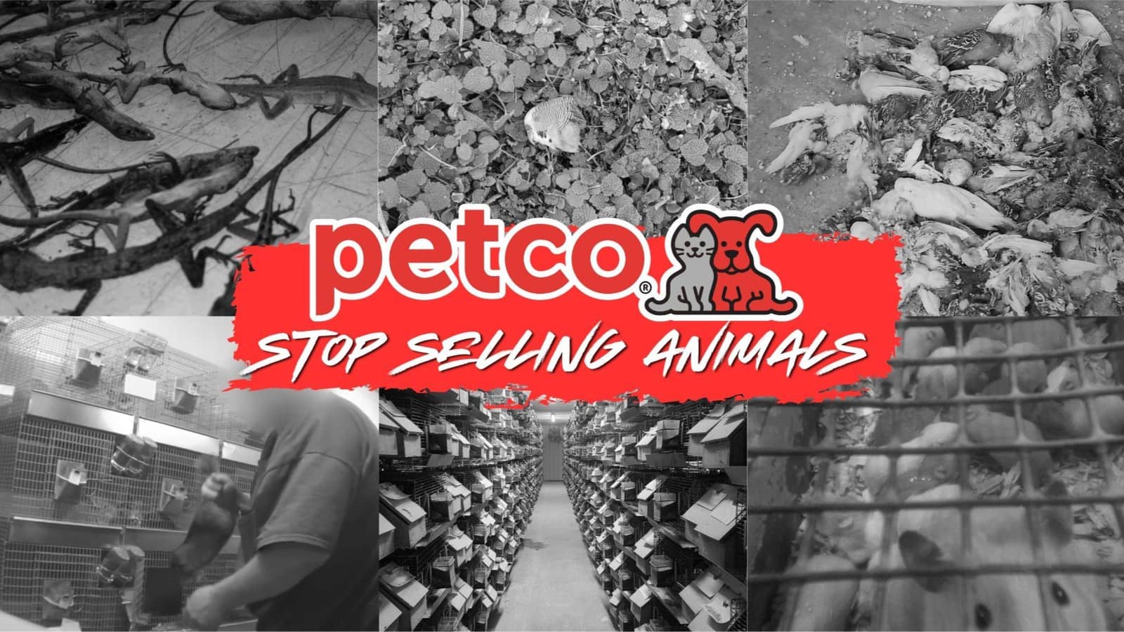 Protest Petco to Stop Selling Animals