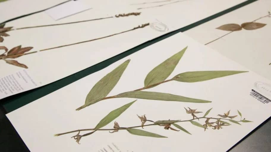 25 years of exploring the PNW Vascular Plant Flora at the UW Herbarium