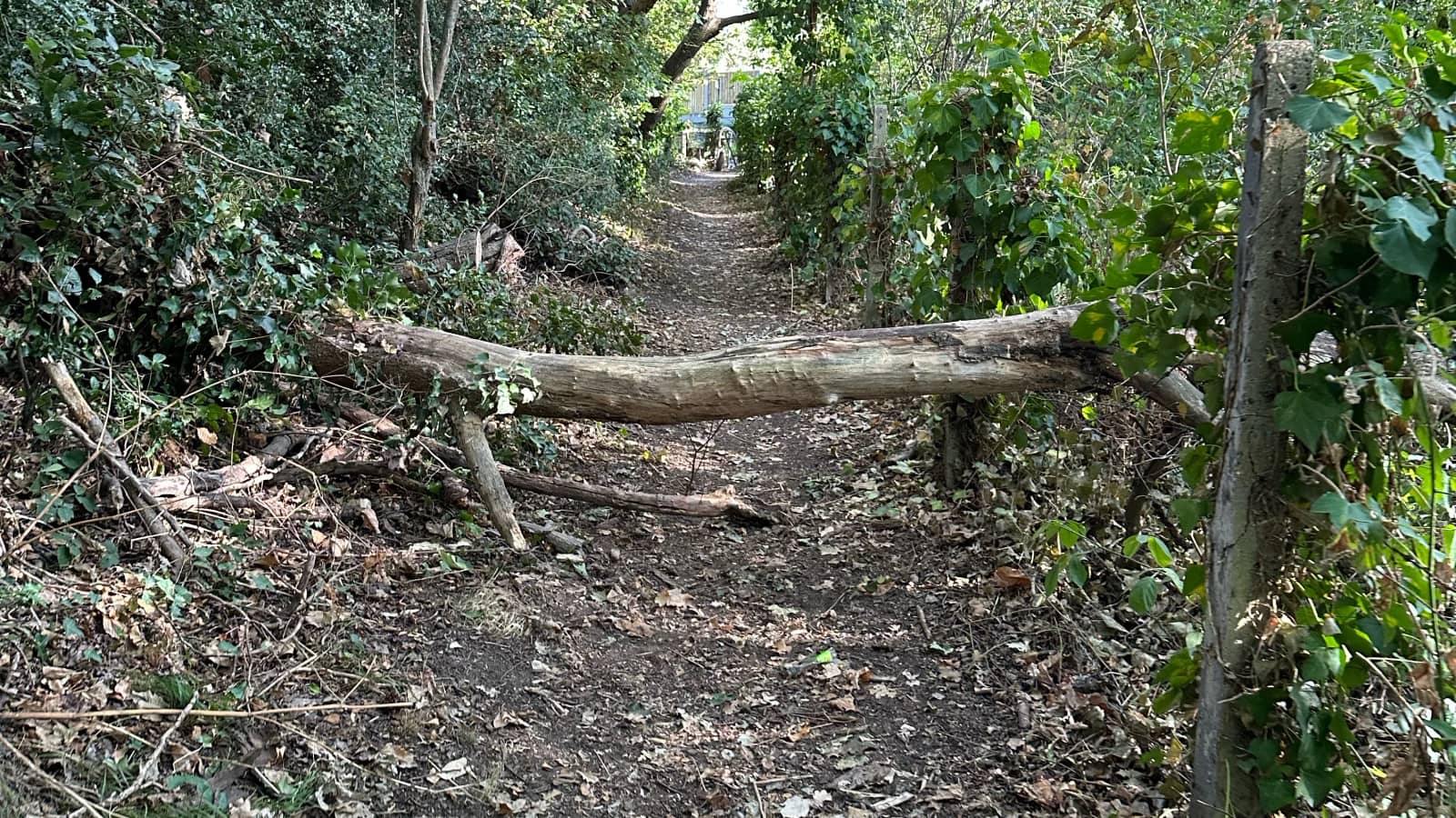 London Society FREE HIKE - Hayes to Hamsey Green