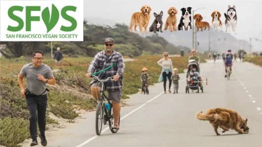 Sunset Dunes stroll with Our Pups!