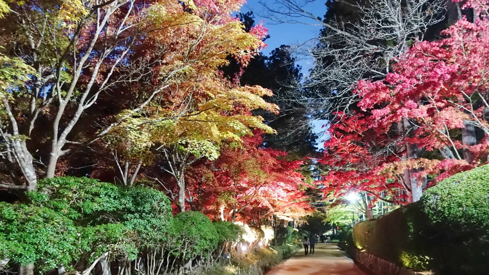 Koyasan, walking tour of the light up autumn leaves! 高野山の紅葉ライトアップ徒歩観光!