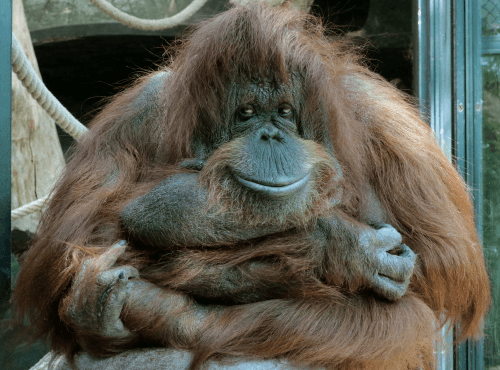 Draw | Animals | Ménagerie du Jardin des Plantes