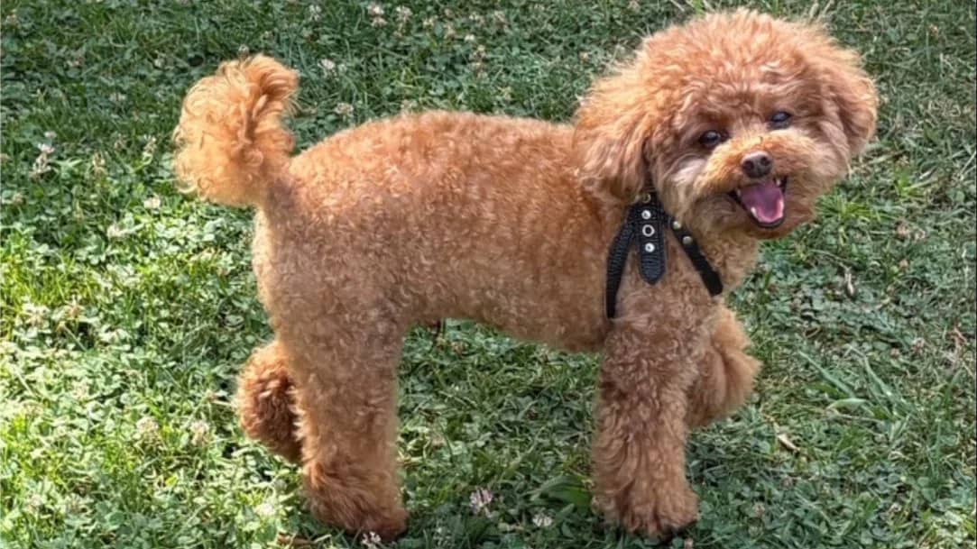 Everything Poodles