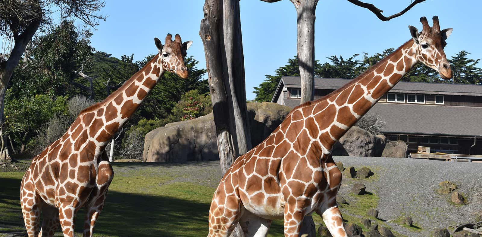 Activity: Bookmobile at the San Francisco Zoo