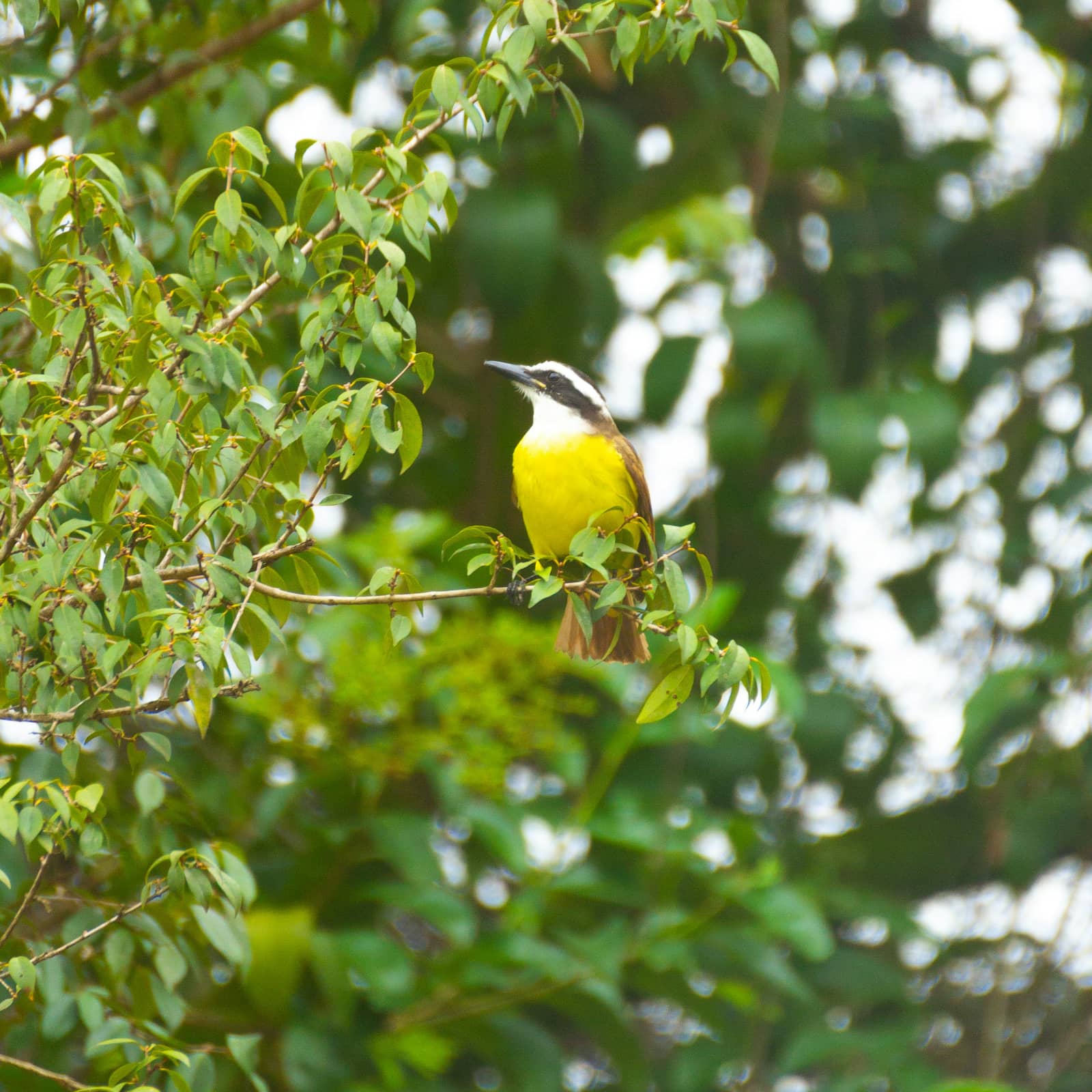 Observação de aves: conhecendo os pássaros do museu e arredores