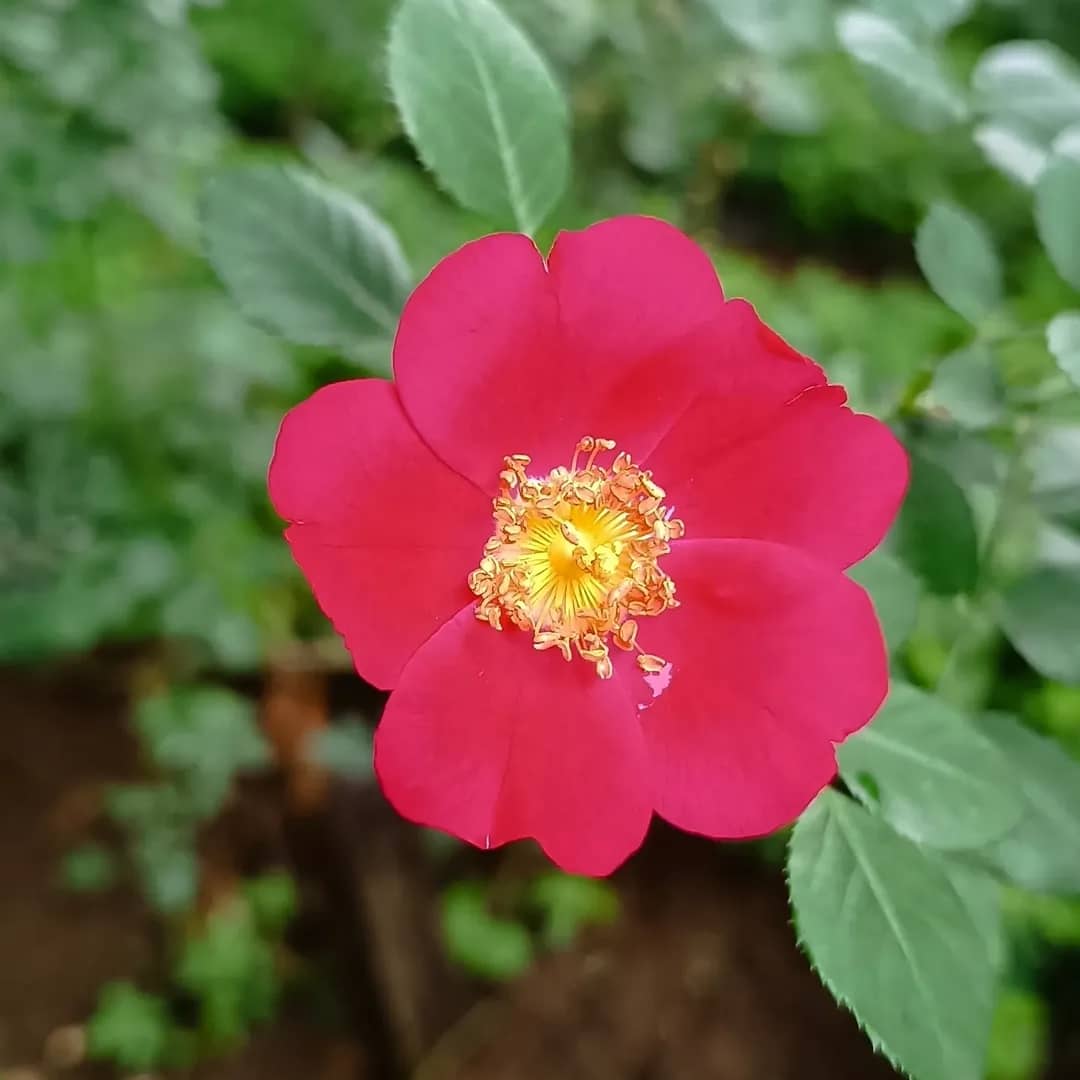 Thematic tour: A brief history of roses