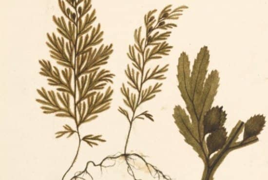 Botanical Art: Science, Specimens and Stories Talk
