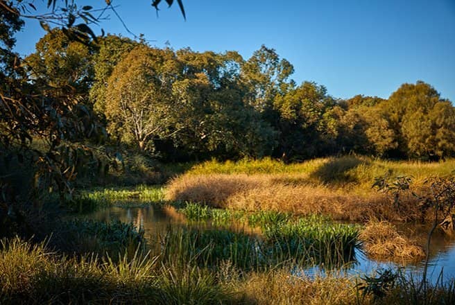 Australian Native Garden Walk