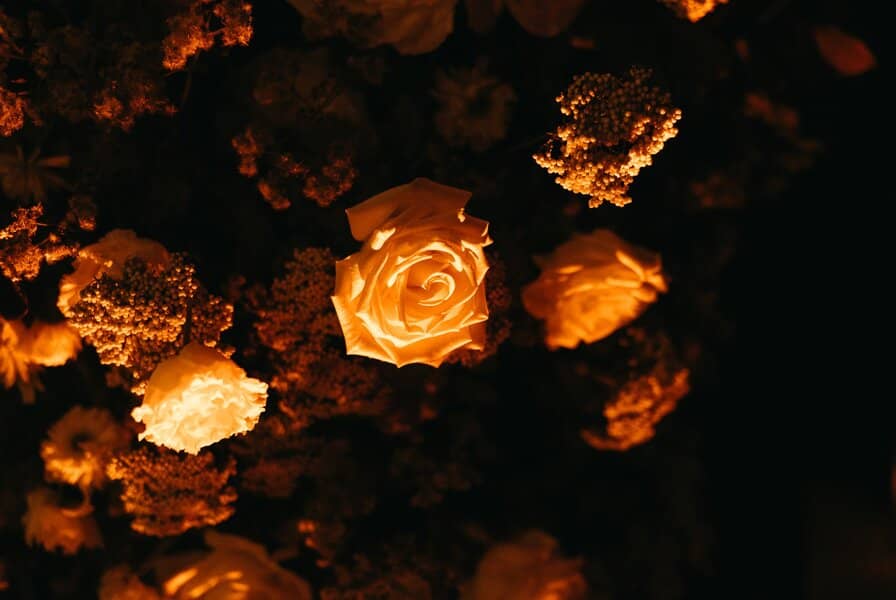 Bloom After Dark