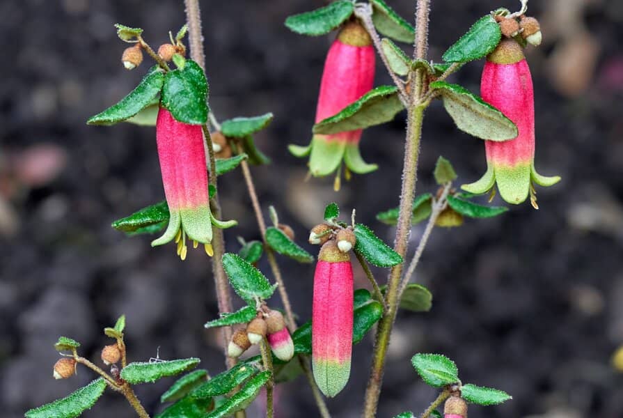 Melbourne Friends Plant Sale