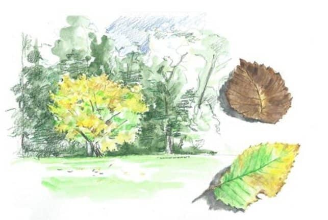 Nature Journalling: Watercolour Pencil Sketching