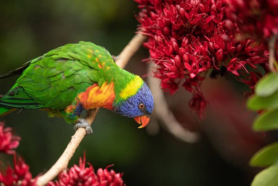 Secret Life of Birds