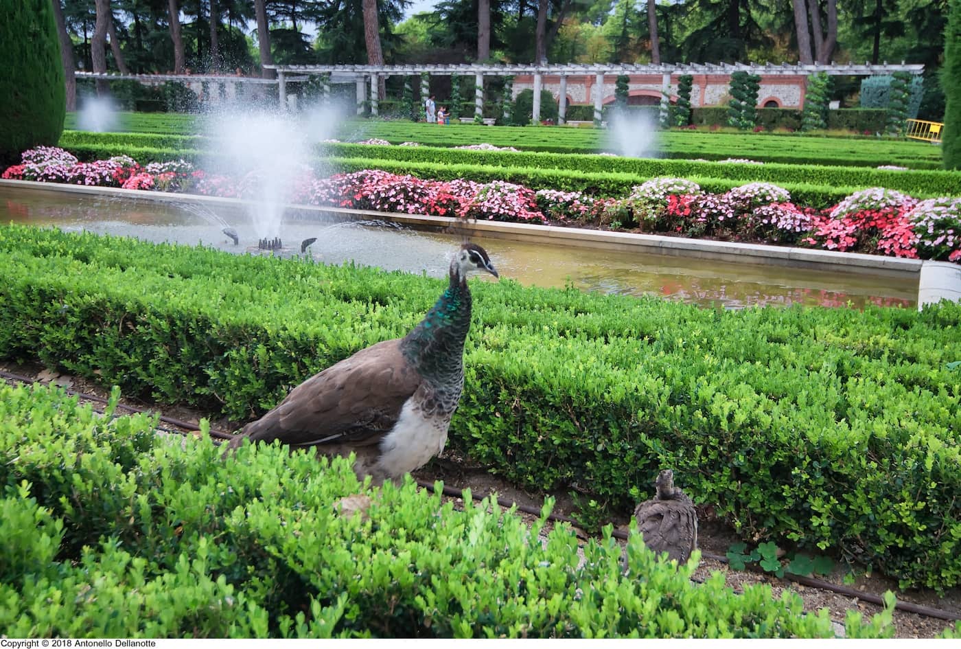 Senda guiada 'Conoce los pavos reales del Parque del Retiro'