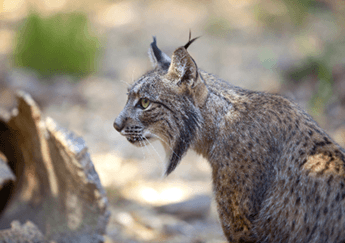 Taller-Concurso animales en extinción