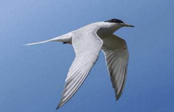 Taller Identificación de las aves migratorias