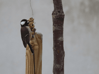 Taller de Comederos para aves