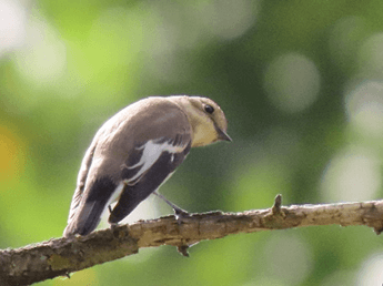 Senda. Las aves migratorias de Pradolongo