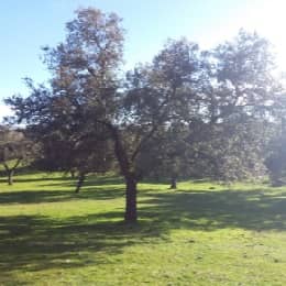 'Un árbol para Marcos y Lucía' de Isabel Silva Cano