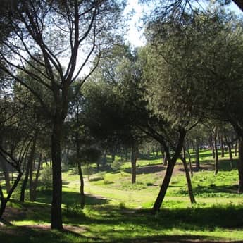 Caminando en verde. Desde el Pardo a Dehesa de la Villa