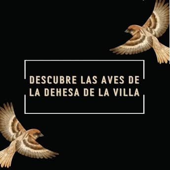 Conoce las aves de la Dehesa: ruta ornitológica