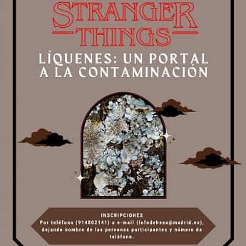 Stranger things: líquenes, un mapa de la contaminación