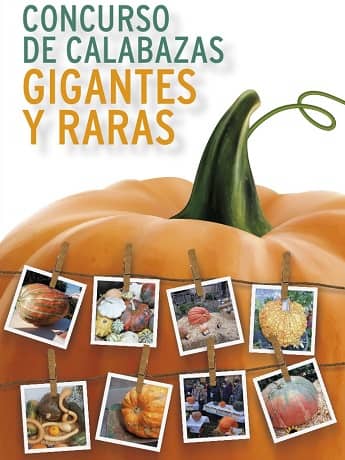 Concurso de Calabazas