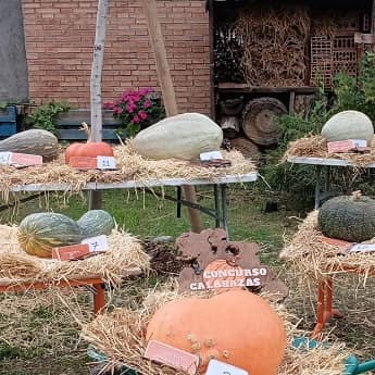 Muestra de las calabazas participantes del XII concurso de calabazas gigantes y raras