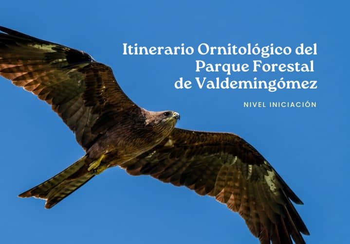 Itinerario ornitológico por el día de las aves