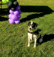 Harbor Hounds Halloween Costume Contest & Parade