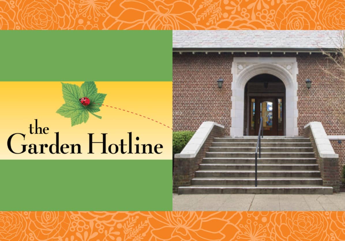 Garden Hotline Presents: Growing Oyster Mushrooms