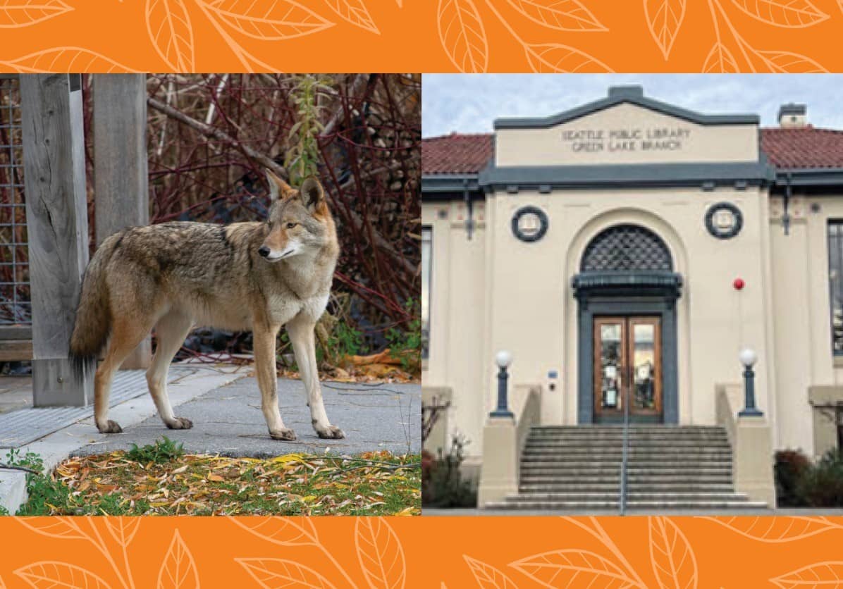 Coexisting with Urban Wildlife: Coyotes