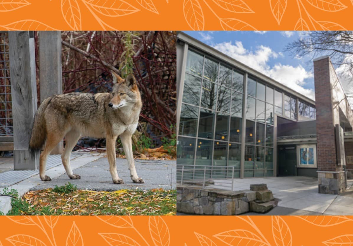 Coexisting with Urban Wildlife: Coyotes