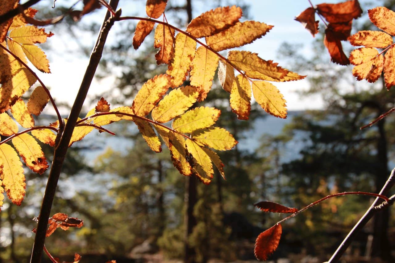 Autumn Half-Term Workshop: Create Your Own Face Mask